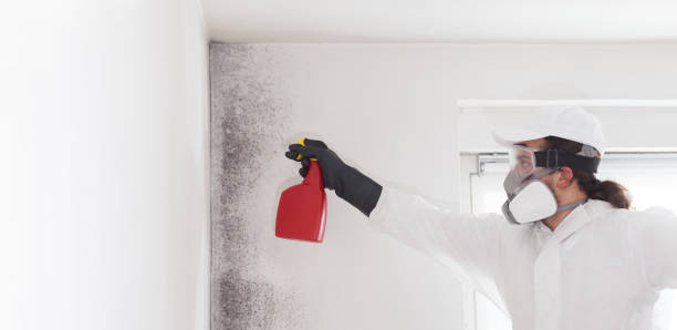 Best Black Mold Removal  in Moyock, NC