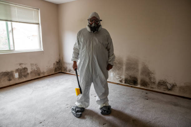 Best Same-Day Mold Removal  in Moyock, NC
